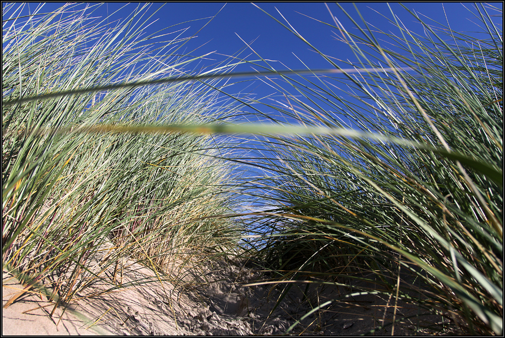 Die Dünen von Borkum