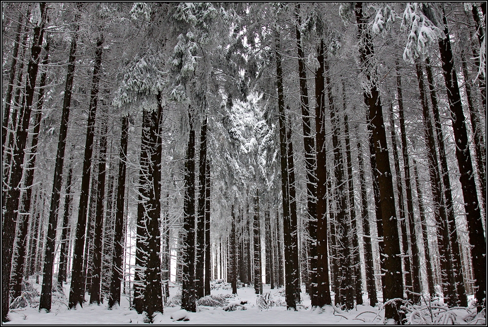 Winterwald bei Willingen