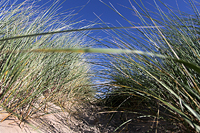 Die Dünen von Borkum