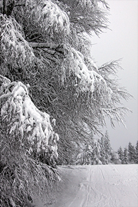 Willingen ein Wintermärchen