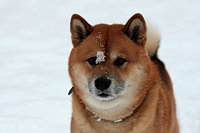 Der japanische Shiba Inu 