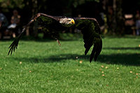 Weißkopfseeadler