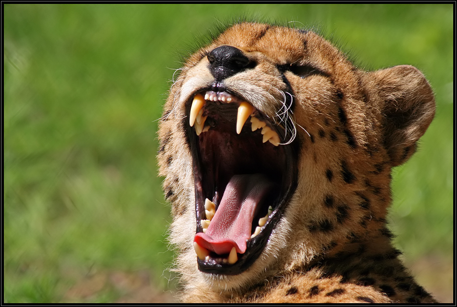 Gepard