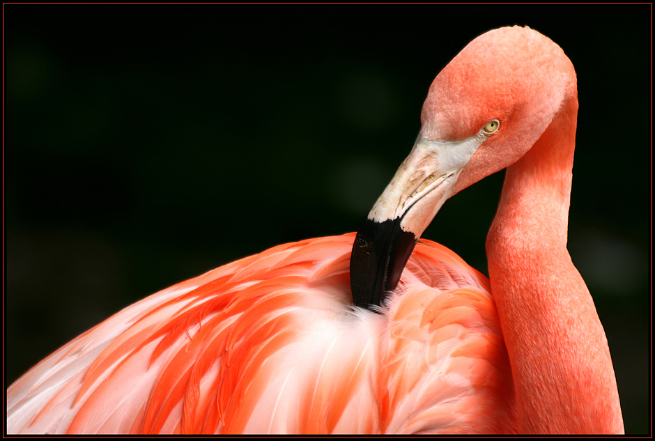 Flamingo