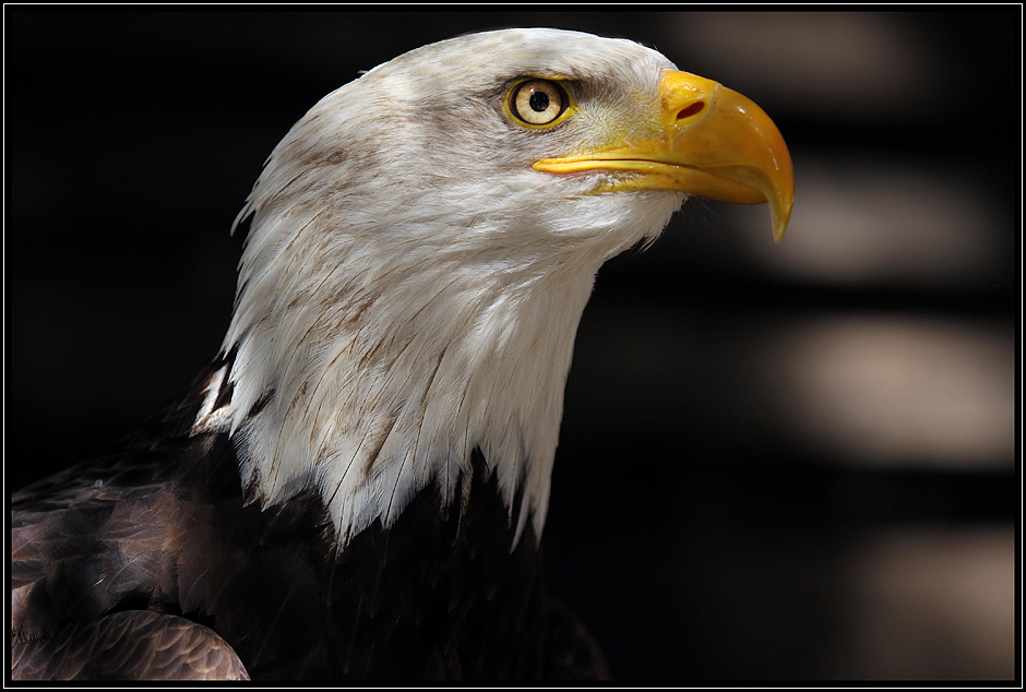 Weißkopfseeadler 